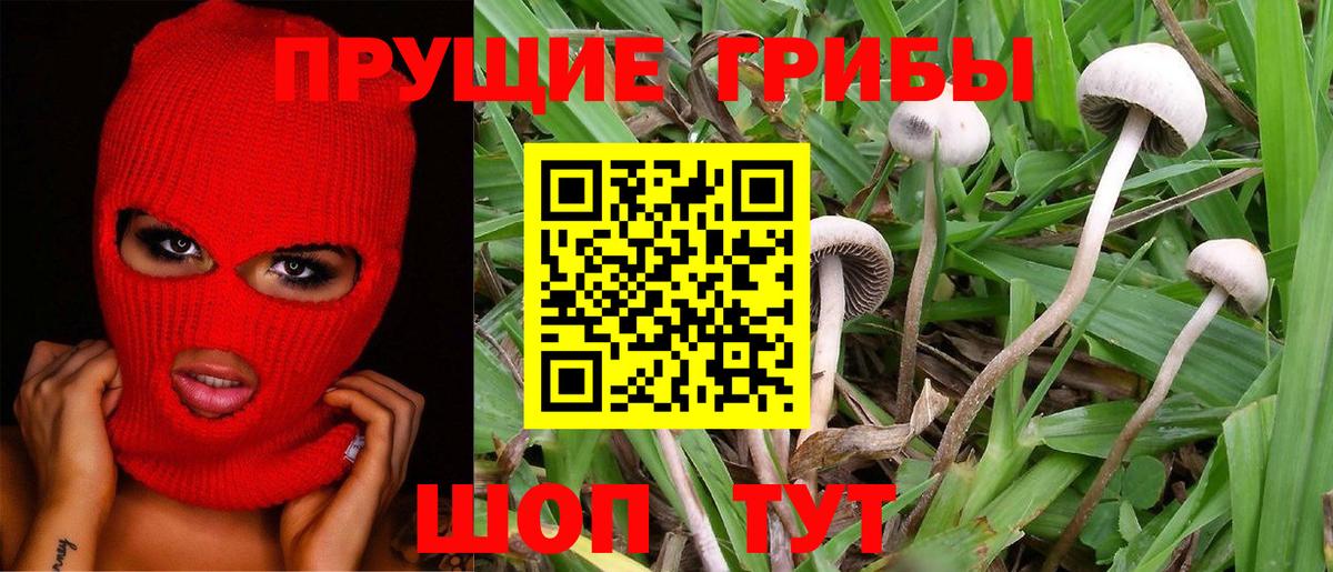 Шали  купить наркотик  Вход с VPN  Псилоцибиновые грибы Psilocybine cubensis  Галлюциногенные грибы GOLDEN TEACHER 